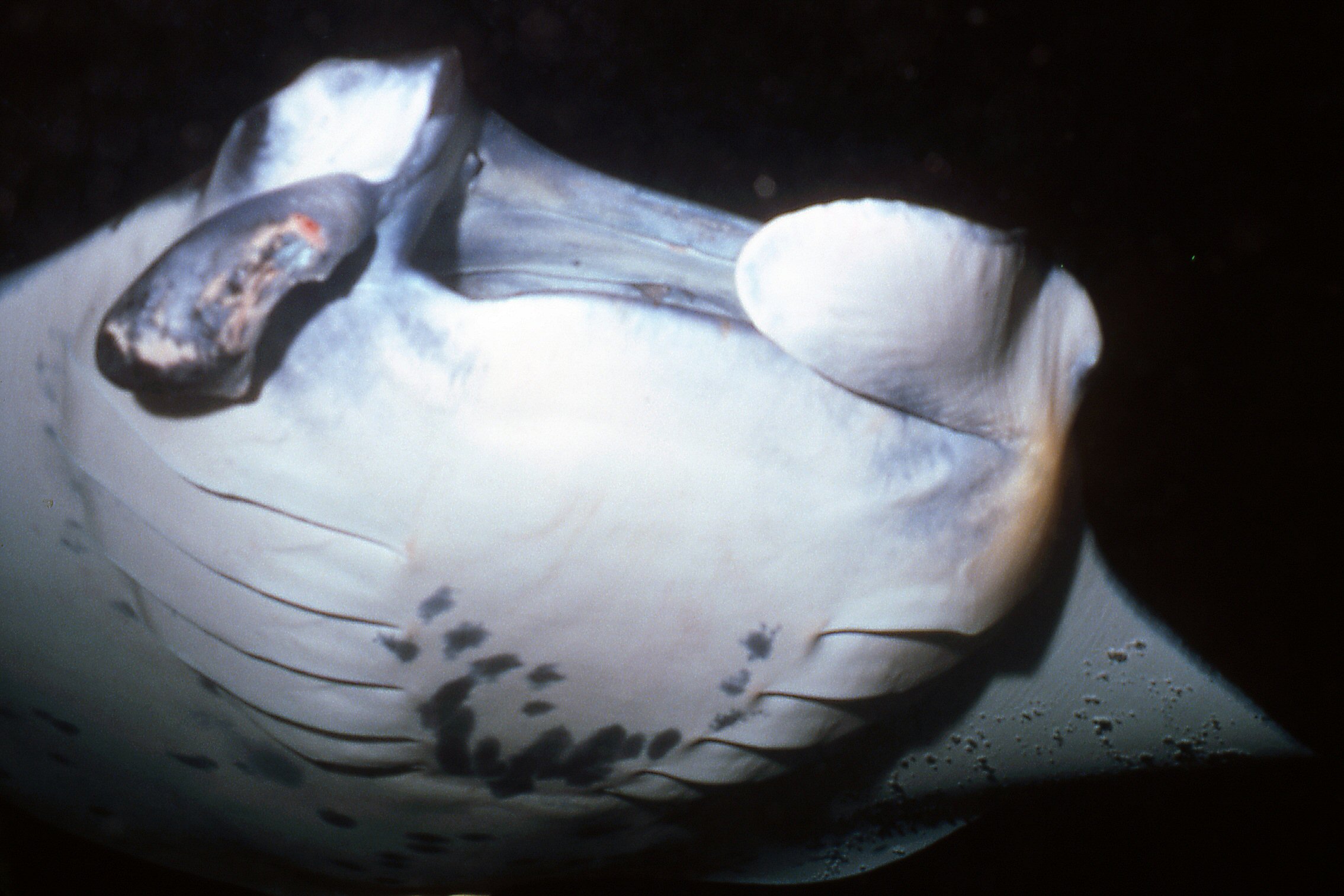 Hawaii   Manta  Img713